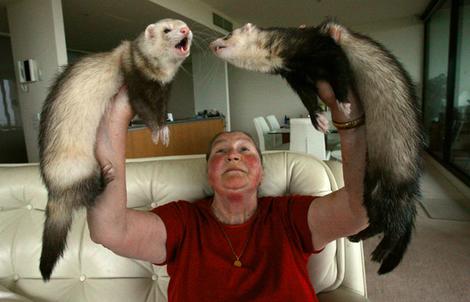hunting with ferrets